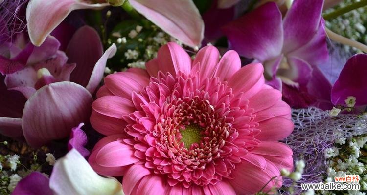 开放 非洲菊寓意与生活的启示