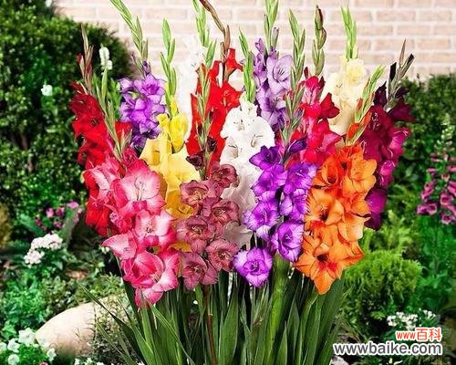 探索以代表健康长寿的植物及其益处 寿命长的植物有哪些