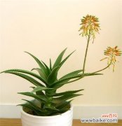 探索以代表健康长寿的植物及其益处 寿命长的植物有哪些