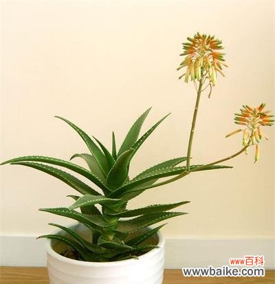 探索以代表健康长寿的植物及其益处 寿命长的植物有哪些