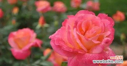 探索月季花的花语及其象征意义 月季花花语之浪漫与美丽