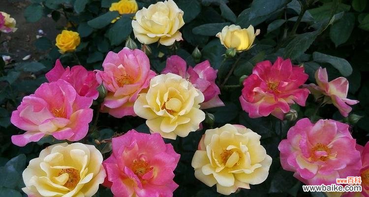 探索月季花的花语及其象征意义 月季花花语之浪漫与美丽