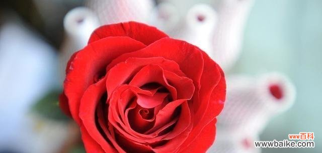 表示对不起的花花语是什么？如何正确表达歉意？