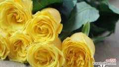 表示对不起的花花语是什么？如何正确表达歉意？