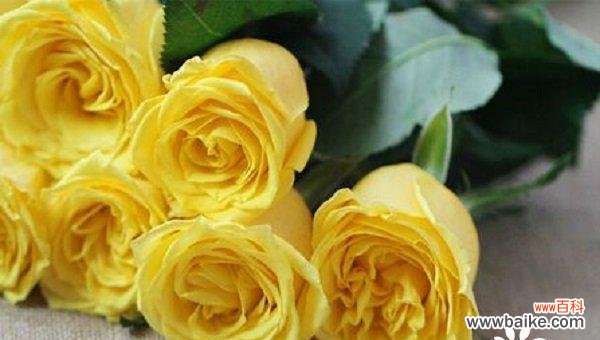 表示对不起的花花语是什么？如何正确表达歉意？