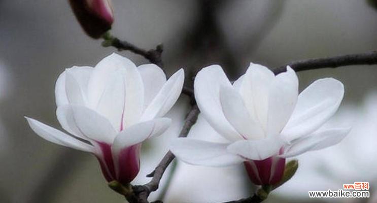 表示纯洁的花花语是什么？如何用花表达纯洁？