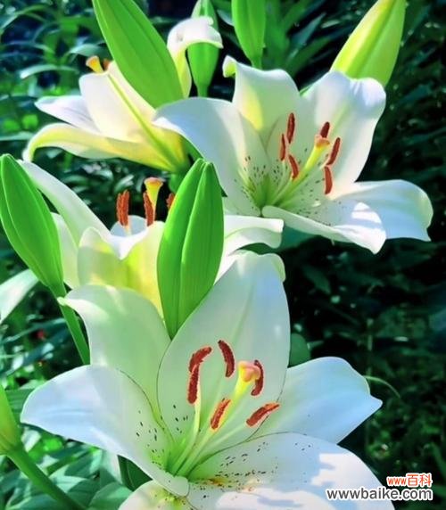 表示纯洁的花花语是什么？如何用花表达纯洁？