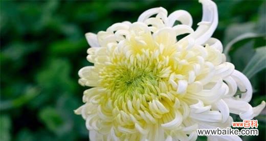 表示悼念的花花语是什么？如何正确选择悼念的花？