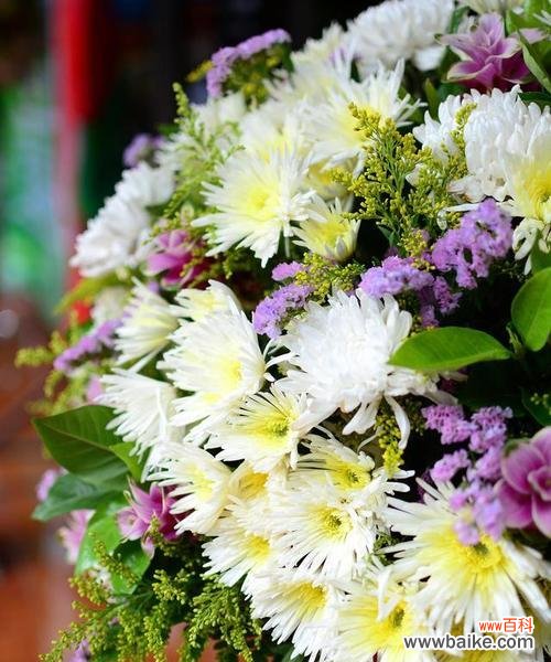 表示悼念的花花语是什么？如何正确选择悼念的花？