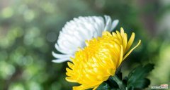 表示悼念的花花语是什么？如何正确选择悼念的花？