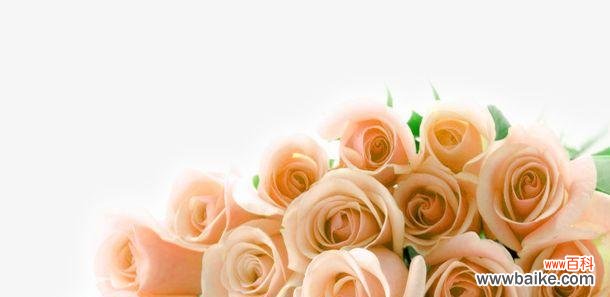 了解香槟玫瑰花的魅力与传统 香槟玫瑰花的象征意义及文化背景