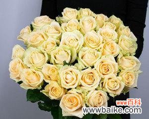 了解香槟玫瑰花的魅力与传统 香槟玫瑰花的象征意义及文化背景