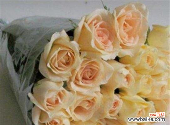 探讨11朵香槟玫瑰传达的深刻情感与美好祝福 11朵香槟玫瑰的寓意与象征