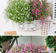 探寻满天星的美丽与深意 满天星的含义与象征