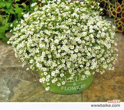 探寻满天星的美丽与深意 满天星的含义与象征