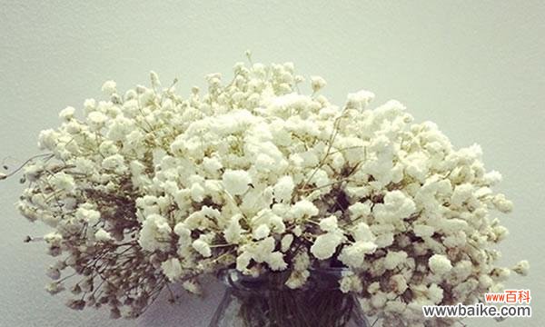 探寻满天星的美丽与深意 满天星的含义与象征