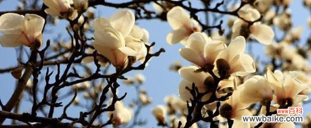 寄托深情之花语倾注真爱的象征 浪漫至死不渝的爱——以玫瑰花为主题的花语