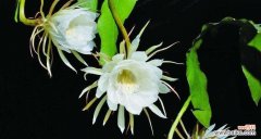 寄托深情之花语倾注真爱的象征 浪漫至死不渝的爱——以玫瑰花为主题的花语