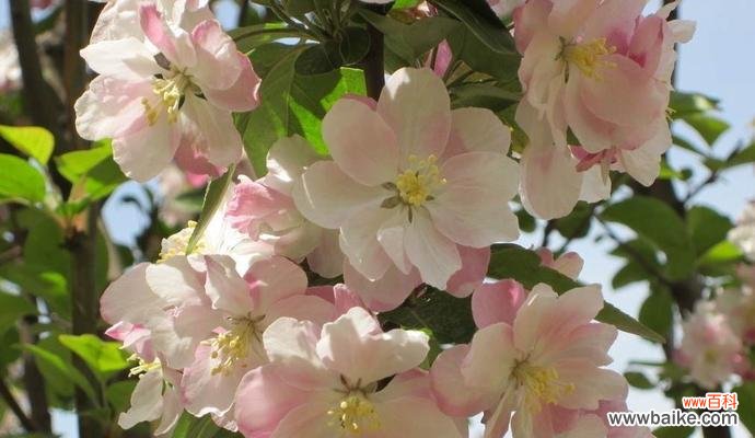 揭开海棠花的深层寓意 海棠花语象征与寓意