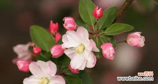 揭开海棠花的深层寓意 海棠花语象征与寓意