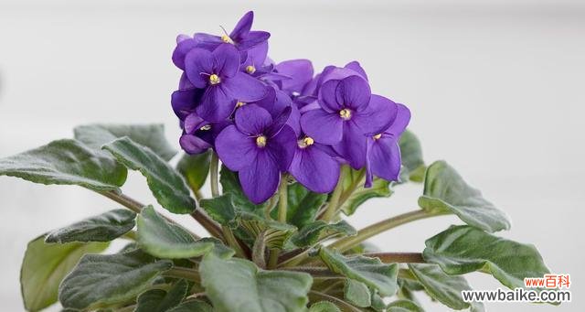 用紫罗兰传递心灵的祝福 紫罗兰花语的美丽寓意