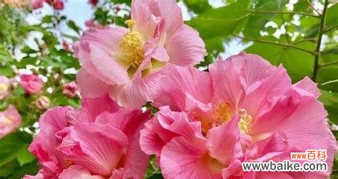 莲花的花语传递活着的意义 以莲花为主题的文章