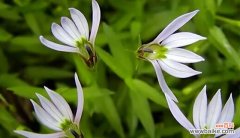 莲花的花语传递活着的意义 以莲花为主题的文章