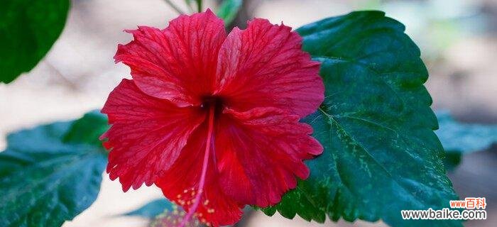 莲花的花语传递活着的意义 以莲花为主题的文章