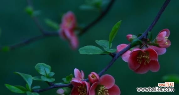 四季海棠花的花语和意义 四季海棠花语