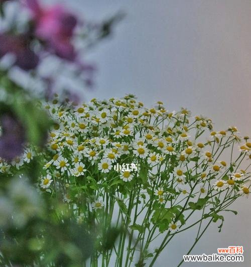 探寻洋甘菊的花语 洋甘菊的浪漫花语——破碎的梦与温柔的祝福