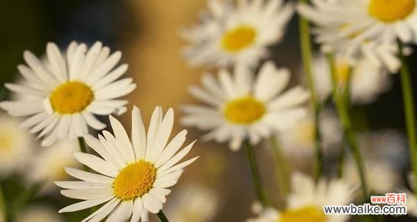探寻洋甘菊的花语 洋甘菊的浪漫花语——破碎的梦与温柔的祝福