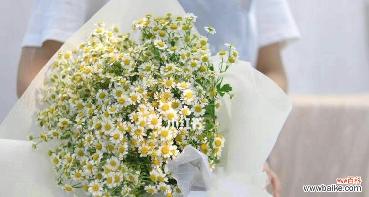 探寻洋甘菊的花语 洋甘菊的浪漫花语——破碎的梦与温柔的祝福