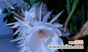 唤醒心灵的无常之美——昙花的神奇故事 昙花之寓意与象征风水的奥秘