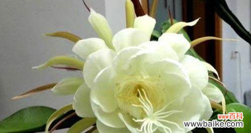 唤醒心灵的无常之美——昙花的神奇故事 昙花之寓意与象征风水的奥秘