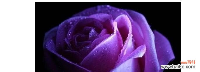 紫玫瑰的美丽与深情 紫玫瑰花语的象征与寓意