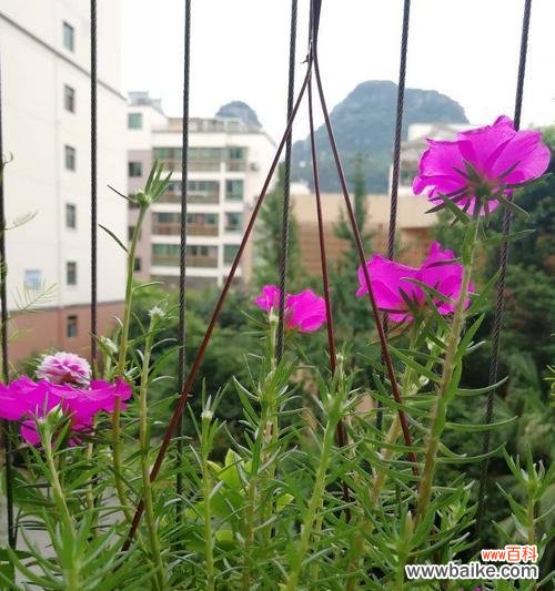 探寻小太阳花的花语之谜 小太阳花的花语之美