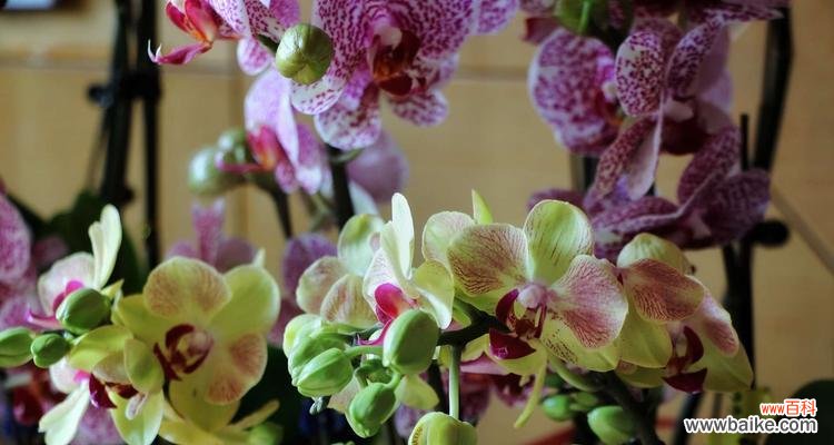 美丽而神秘的卡利蝴蝶兰花语 卡利蝴蝶兰的花语及寓意