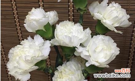 白康乃馨的象征和传达的情感 白康乃馨的花语与意义