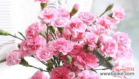 白康乃馨的象征和传达的情感 白康乃馨的花语与意义