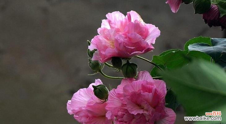 芙蓉花的花语与代表意义 芙蓉花——美丽与坚韧并存的花朵