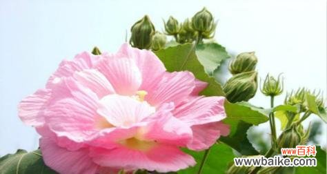 芙蓉花的花语与代表意义 芙蓉花——美丽与坚韧并存的花朵