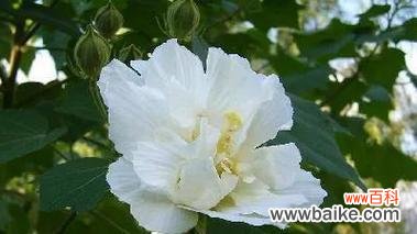 芙蓉花的花语与代表意义 芙蓉花——美丽与坚韧并存的花朵