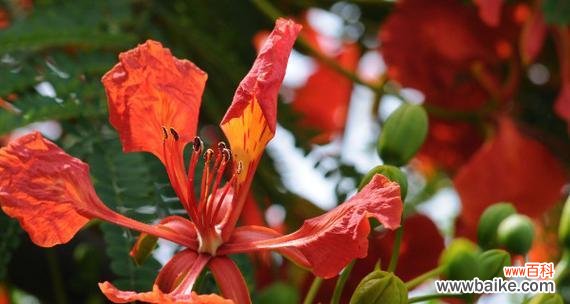 探寻凤凰花的传奇故事与寓意 凤凰花