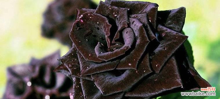 探寻黑玫瑰背后的深意 黑玫瑰的花语与寓意