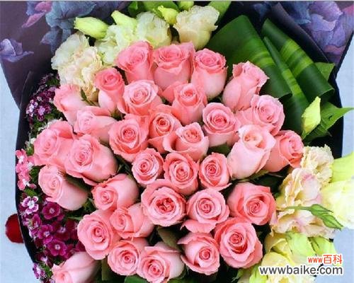 戴安娜玫瑰的象征意义与历史背景 探寻戴安娜玫瑰的花语之美