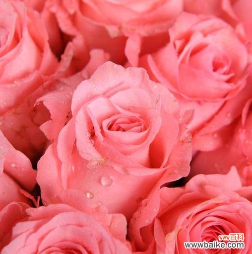 戴安娜玫瑰的象征意义与历史背景 探寻戴安娜玫瑰的花语之美