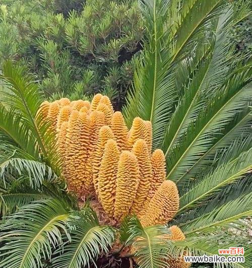 铁树开花的条件和象征意义 如何让铁树开花——探寻铁树开花之谜