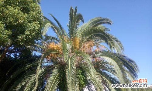 铁树开花的条件和象征意义 如何让铁树开花——探寻铁树开花之谜