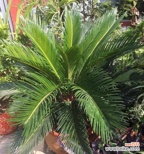 铁树开花的条件和象征意义 如何让铁树开花——探寻铁树开花之谜