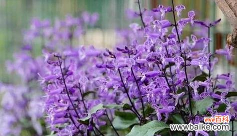 陪伴一生的花语 以百合花为主题的文章